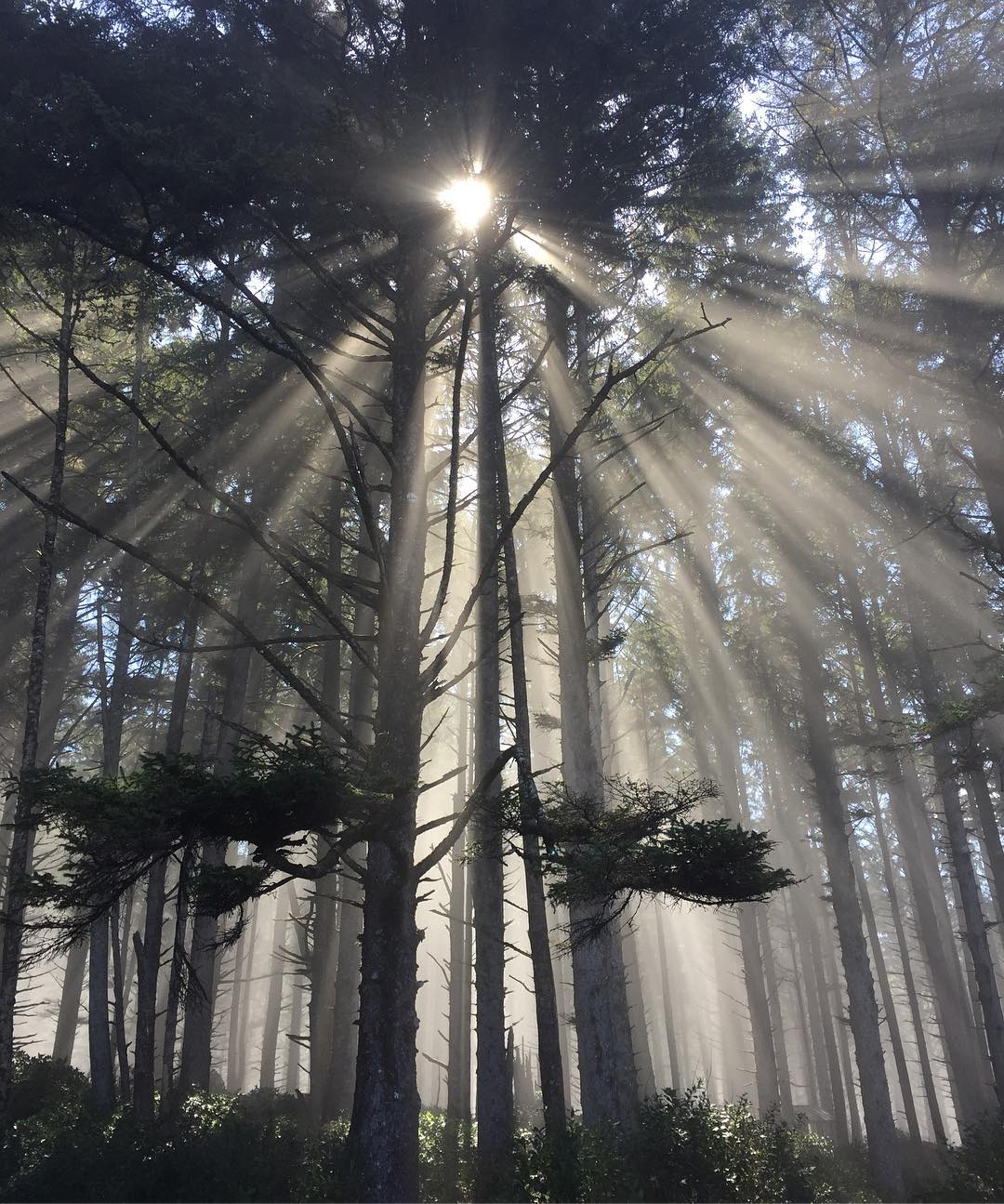 sunrays-through-the-coastal-trees